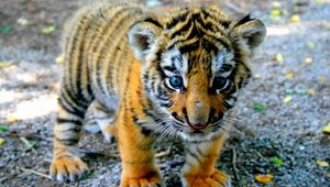 Preview wallpaper tiger, cub, look, kid