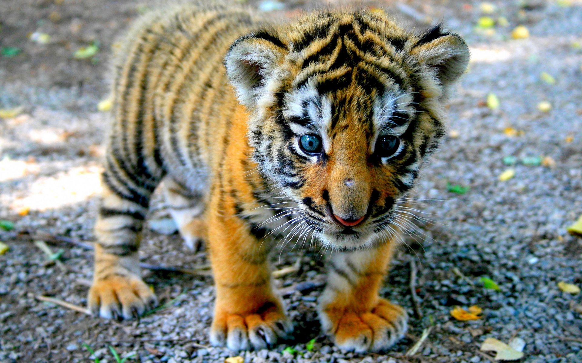 Download wallpaper 1920x1200 tiger, cub, look, kid widescreen 16:10 hd