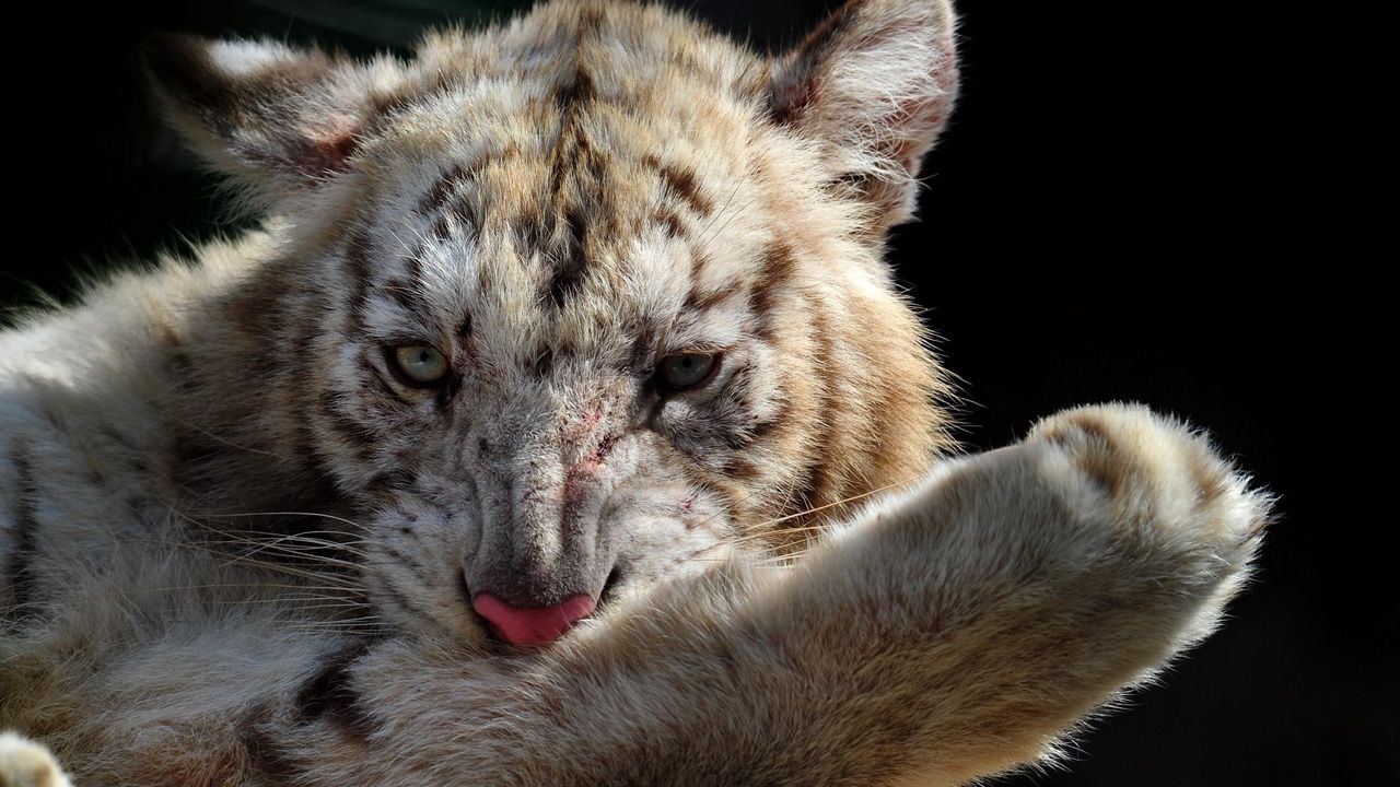 Wallpaper tiger cub, muzzle, foot, wash