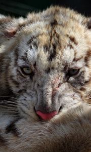 Preview wallpaper tiger cub, muzzle, foot, wash