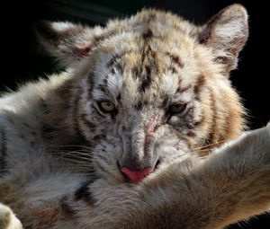Preview wallpaper tiger cub, muzzle, foot, wash