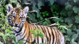 Preview wallpaper tiger, cub, predator, foliage