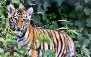 Preview wallpaper tiger, cub, predator, foliage
