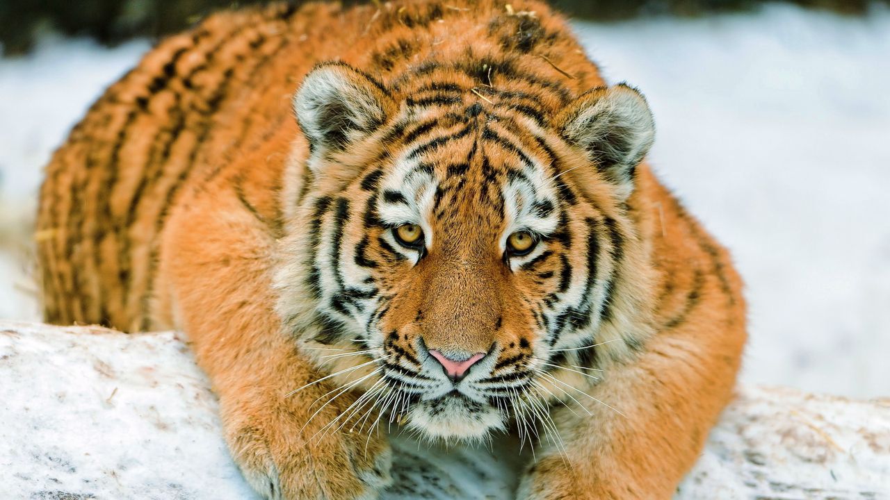 Wallpaper tiger cub, predator, snow, lying