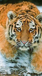 Preview wallpaper tiger cub, predator, snow, lying