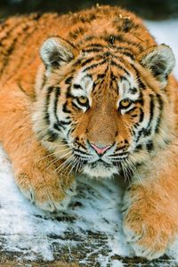 Preview wallpaper tiger cub, predator, snow, lying