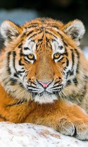 Preview wallpaper tiger, cub, snout, paw