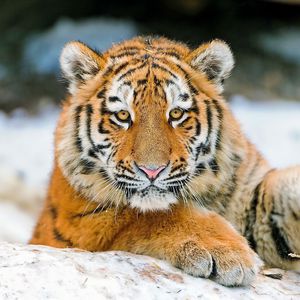 Preview wallpaper tiger, cub, snout, paw