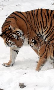 Preview wallpaper tiger, cub, snow, soft, walk