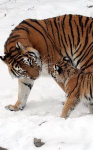 Preview wallpaper tiger, cub, snow, soft, walk