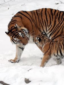 Preview wallpaper tiger, cub, snow, soft, walk