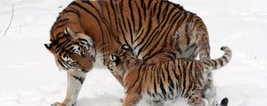 Preview wallpaper tiger, cub, snow, soft, walk