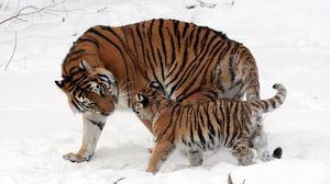 Preview wallpaper tiger, cub, snow, soft, walk