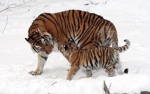 Preview wallpaper tiger, cub, snow, soft, walk