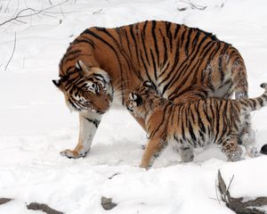 Preview wallpaper tiger, cub, snow, soft, walk