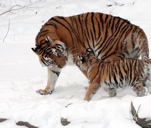 Preview wallpaper tiger, cub, snow, soft, walk