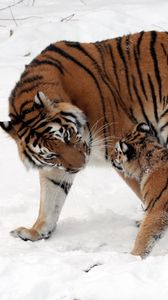Preview wallpaper tiger, cub, snow, walk, care