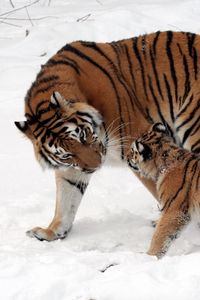 Preview wallpaper tiger, cub, snow, walk, care