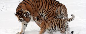 Preview wallpaper tiger, cub, snow, walk, care