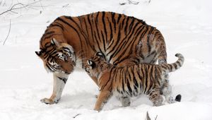 Preview wallpaper tiger, cub, snow, walk, care