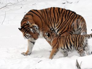 Preview wallpaper tiger, cub, snow, walk, care