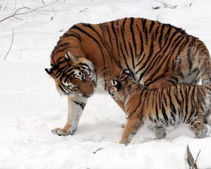 Preview wallpaper tiger, cub, snow, walk, care