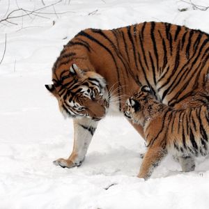 Preview wallpaper tiger, cub, snow, walk, care