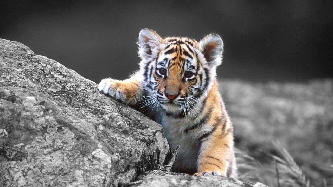 Wallpaper tiger, cub, stone, sit