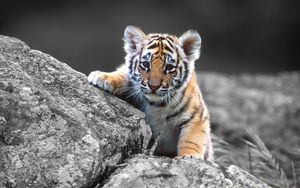 Preview wallpaper tiger, cub, stone, sit