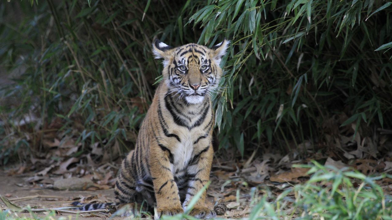 Wallpaper tiger cub, tiger, animal, big cat, wild