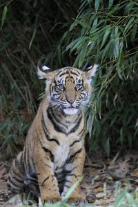 Preview wallpaper tiger cub, tiger, animal, big cat, wild