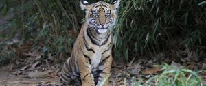 Preview wallpaper tiger cub, tiger, animal, big cat, wild
