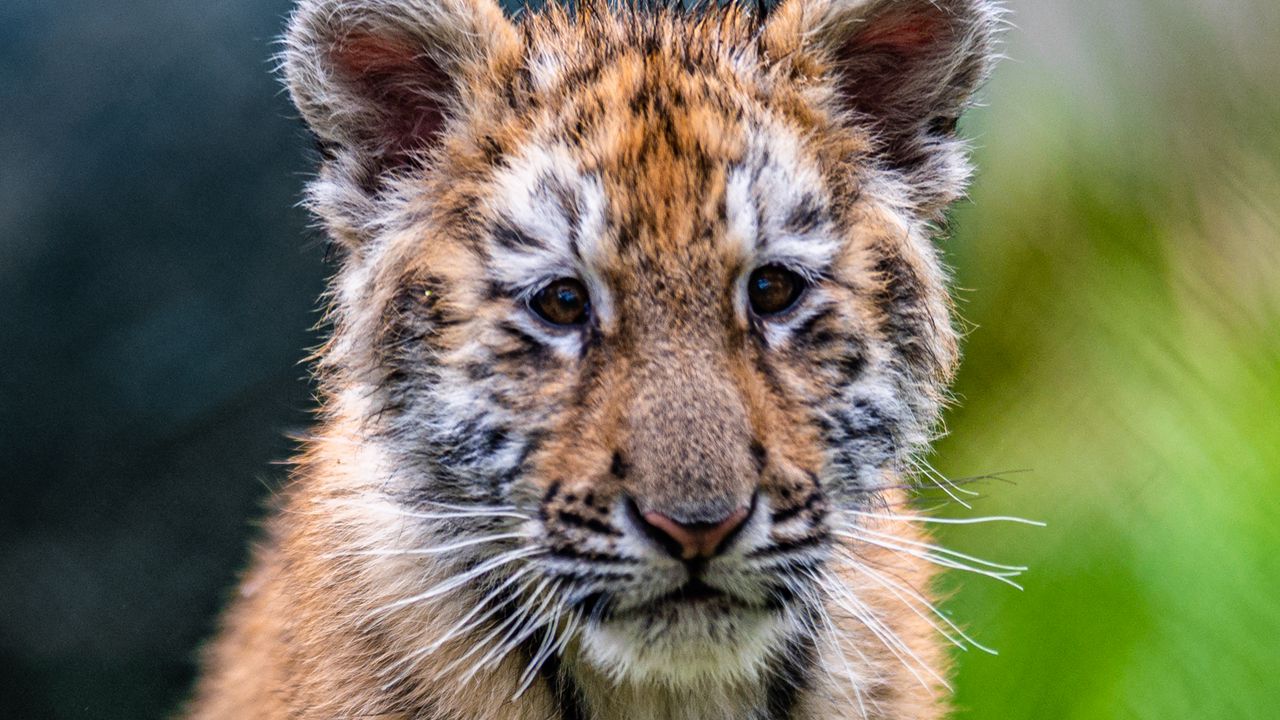 Wallpaper tiger cub, tiger, animal, cute, grass, wildlife