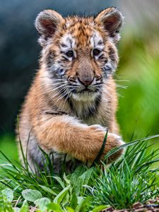 Preview wallpaper tiger cub, tiger, animal, cute, grass, wildlife