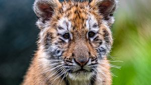 Preview wallpaper tiger cub, tiger, animal, cute, grass, wildlife