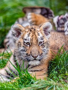 Preview wallpaper tiger cub, tiger, animal, big cat, cute