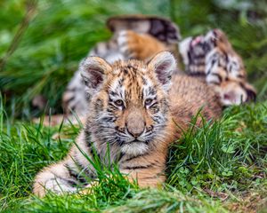 Preview wallpaper tiger cub, tiger, animal, big cat, cute