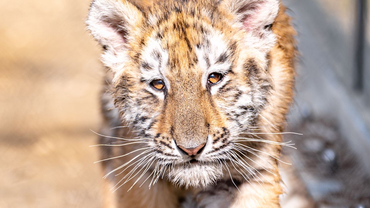 Wallpaper tiger cub, tiger, animal, cute