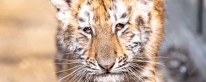 Preview wallpaper tiger cub, tiger, animal, cute