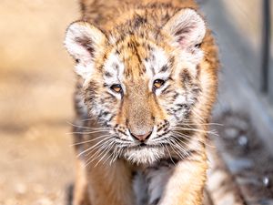 Preview wallpaper tiger cub, tiger, animal, cute