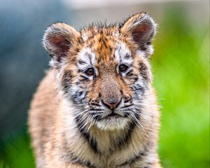 Preview wallpaper tiger cub, tiger, animal, glance, cute