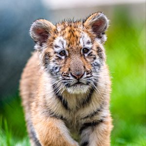 Preview wallpaper tiger cub, tiger, animal, glance, cute