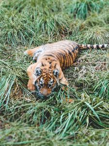 Preview wallpaper tiger cub, tiger, predator, grass, lies