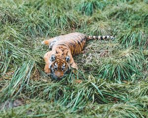 Preview wallpaper tiger cub, tiger, predator, grass, lies