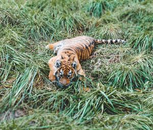 Preview wallpaper tiger cub, tiger, predator, grass, lies