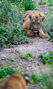 Preview wallpaper tiger cub, tiger, predator, animal, funny