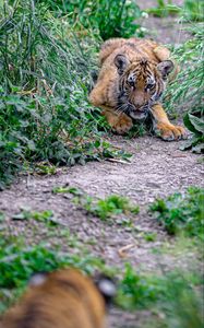Preview wallpaper tiger cub, tiger, predator, animal, funny