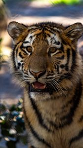 Preview wallpaper tiger, cub, view, big cat, wildlife