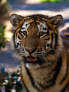 Preview wallpaper tiger, cub, view, big cat, wildlife