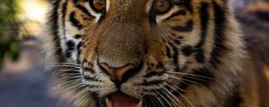 Preview wallpaper tiger, cub, view, big cat, wildlife